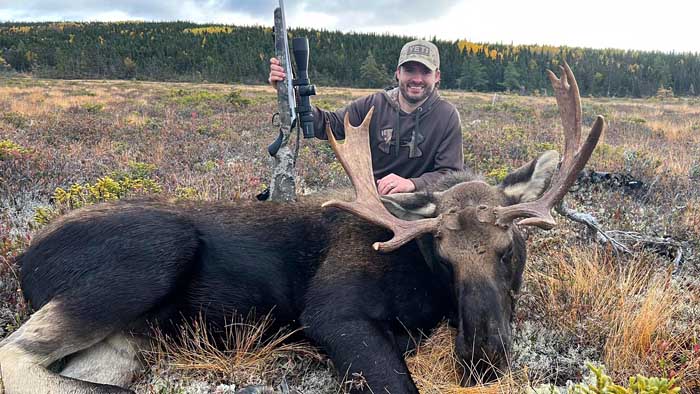 bull Moose