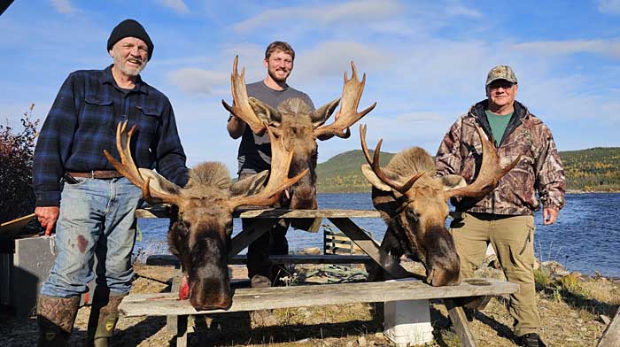 bull Moose