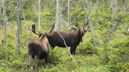bull Moose pair